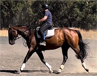 (VIC) BRUNO - THOROUGHBRED GELDING