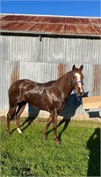 (VIC) RUBY - QH MARE