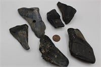 Set of Six Authentic Megalodon Teeth