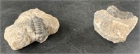 2 Fossils about 2"