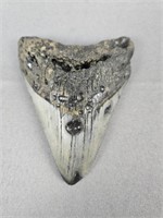 4" Megalodon Tooth