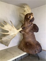 Moose Shoulder Mount