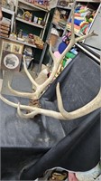 10 Point Elk Antlers