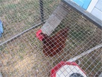 2 Rhode Island Red Chickens