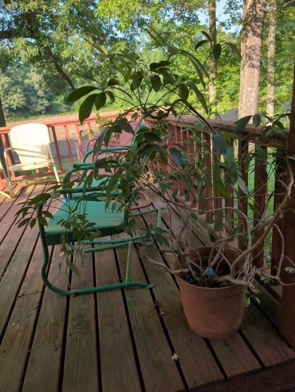 Umbrella plant