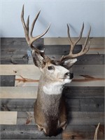 Mounted Mule Deer Buck