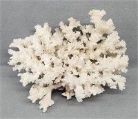 Unique 10" Coral Piece