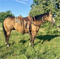 AQHA CARTWRIGHTS BONANZA *VIDEO*