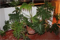 Three Large Elephant Ear Plants in Pots