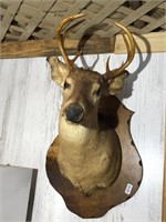 Mounted on wood deer head taxidermy