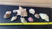 Sea Shells including Conch