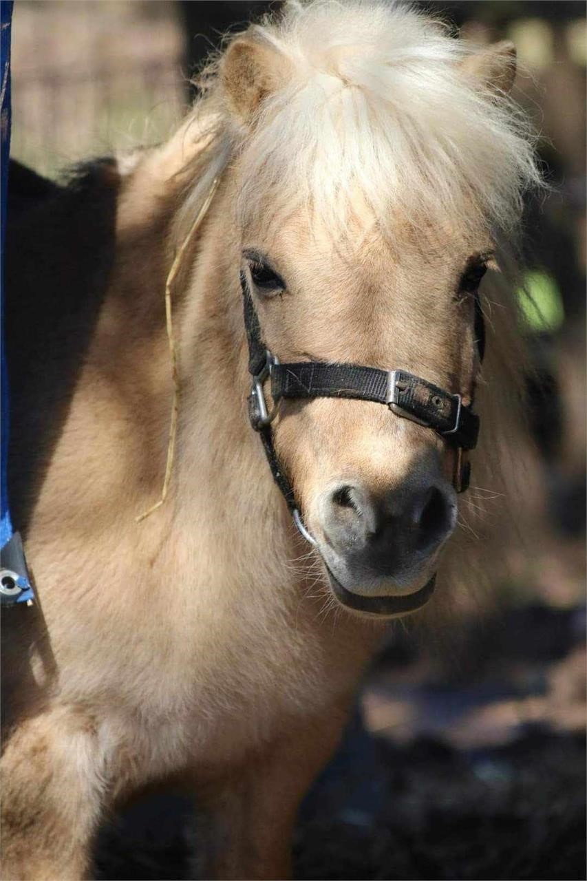 Bonnie; Palomino Mare Pony