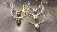 (5) Assorted Mule Deer Skulls &  Antlers