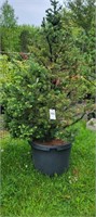 (1) Green Globe Fir - 25 gallon pot - 5 ft