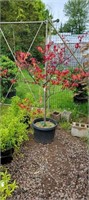 (1) Flame Thrower - Red Bud - 10 gallon