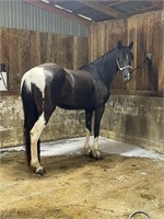 Black & White Spotted Mare