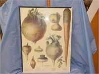 Vegetable print framed