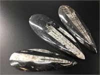 Three orthoceras fossils of various sizes approx.,