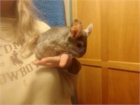 Beige Male Chinchilla * See Description