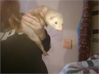 White Female Spayed Ferret - 1 Yr Old