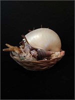 Beautiful Seashells and Basket
