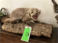 Badger Mounted on Wood - 2’ Length