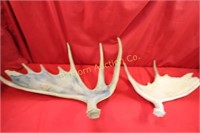 Moose Antlers 2pc lot