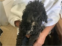 Male-Lg. Toy Poodle-Intact, 1.5 years old
