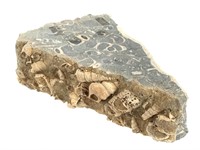 Turritella Agate Specimen