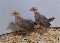 2 Unsexed-Creole Old English Game Bantams