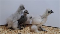 3 Unsexed-Silkies - Juveniles