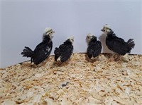 4 Unsexed-White Crested Black Polish Bantams