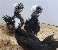 2 Frizzle,1 Smooth-White Crested Black Polish-Unse