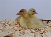 2 Unsexed-Butterscotch Call Ducklings-May 5 hatch