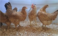 3 Hens, 1 Rooster-Euskal Oila Basque Chickens