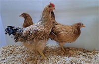 2 Hens, 1 Rooster-Euskal Oila Basque Chickens