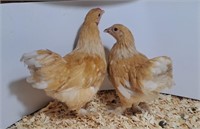 Pair-Lemon Brahma Bantams-Juveniles