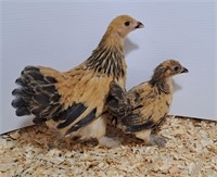 2 Unsexed-Buff Brahma Bantams-Juveniles