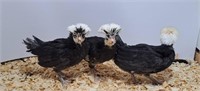 3 Unsexed-White Crested black polish Bantams