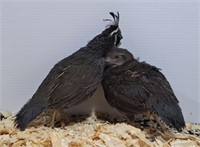 Pair-California Valley Quail