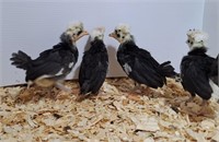 4 Unsexed-White Crested Black Polish Bantam-Juveni