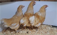 3 Unsexed-Lemon Brahma Bantam Juveniles