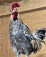 Rooster- Creole Old English Game Bantam