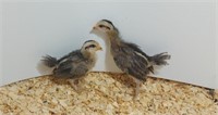 2 Unsexed-Silver Pheonix - Juveniles