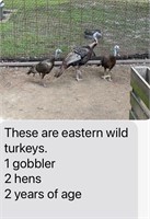 3- Eastern Wild Turkeys
