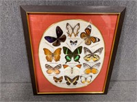 Beautiful Framed Butterflies