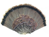 Fanned Turkey Tail Feathers