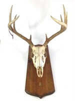 Deer Skull & Antler English Mount