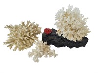 Natural Coral Décor