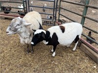 Trio of adult Katahdin/Dorper hair sheep, 2 babies